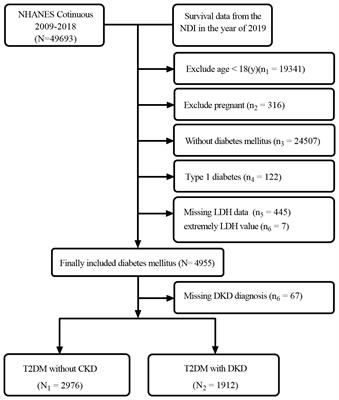 Association between lactate dehydrogenase and the risk of diabetic kidney disease in patients with type 2 diabetes